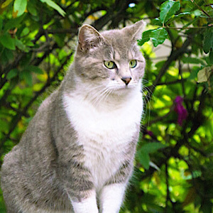 Icon of yuji